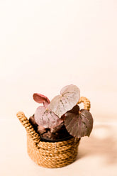Begonia rex "Silver Limbo"